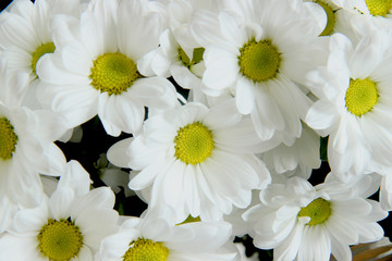Fototapeta na wymiar bouquet of daisies. white chrysanthemum