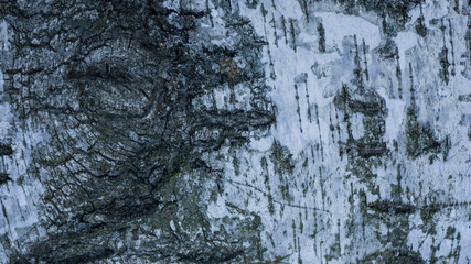 birch bark background texture