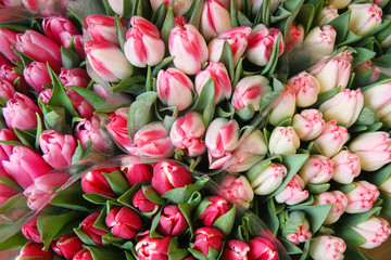 Colored bouquets of tulips. Flowers for Women's Day.
