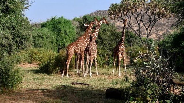 Giraffenkampf in Kenia 