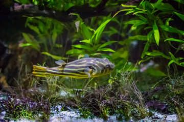 The striped burrfish or simply burrfish Chilomycterus schoepfi is a member of the porcupinefish family Diodontidae.