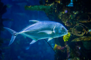 Snubnose Pompano - Trachinotus Blochii are in the tropical waters of the ocean.