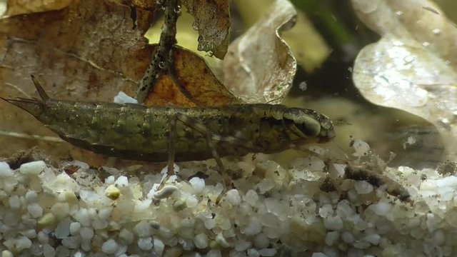 Hawker dragonfly larva, Edel-Libelle, Larve