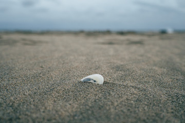 Shell at a beach