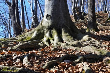  tree roots