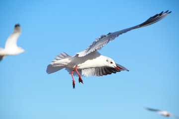Seagull