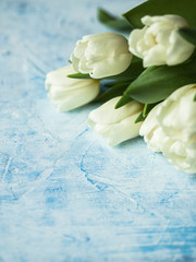 Bouquet white tulip flowers on a blue background. Copy space