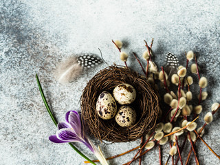 Nest with Quail eggs and feathers with willow branches and spring flower on a gray background. Easter holiday concept. Top view