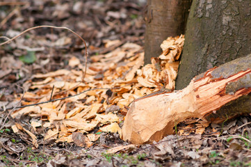 Tree cut by Eurasian beaver or European beaver (Castor fiber)