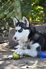 portrait of siberian husky