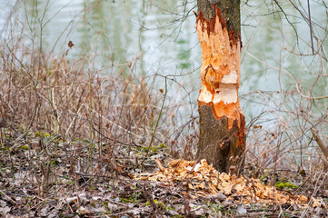 Tree cut by Eurasian beaver or European beaver (Castor fiber)
