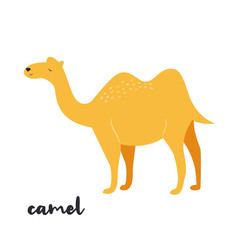 Cute camel on white background
