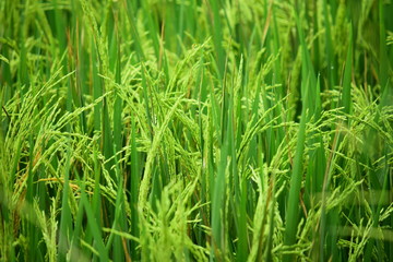 Fototapeta na wymiar paddy fields with rice plants that are fresh and ready to be harvested