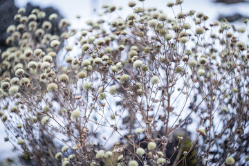 dry fluffy flowers and snow, background image