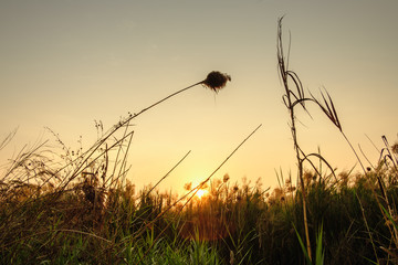 Landscape  flowers grass in fields with sunset background in the evening