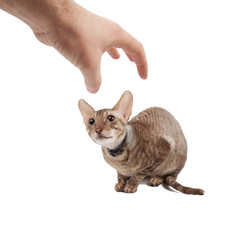 Timid and scared young cornish rex cat