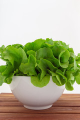 Fresh green oak lettuce in a cup on white background