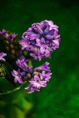 purple hyacinth on green background