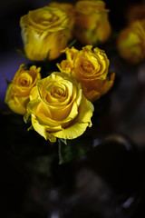yellow roses on a dark background