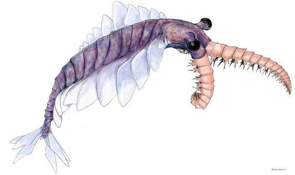 アノマロカリス　カンブリア紀の海生生物としてその時代の食物連鎖の頂点にあった。発見された化石はカナダの海であったが、世界中の海に生息し、当時の生物の中では1メートルの体長は大型であり、天敵は見当たらなかった。アノマカリスは「奇妙なエビ」という意味。泳ぐ姿は様々に表現されるが、イラストでは体の裏にある口の部分も見えるように描いた。絶滅の原因は不明。