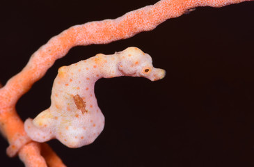 Incredible Underwater World - Denise's pygmy seahorse - Hippocampus denise. Macro photography. Tulamben, Bali, Indonesia. 