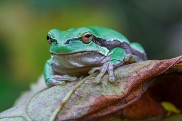 cute frog