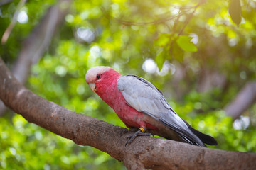 Pink parrot on the tree.