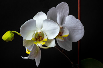 Fototapeta na wymiar Flowers of a white orchid on a dark background