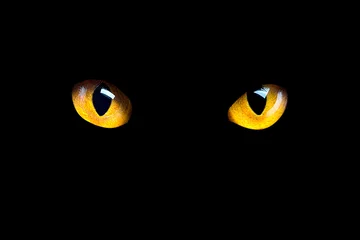 Rolgordijnen Orange cat eyes glow in the dark on a black background. © Игорь Салов