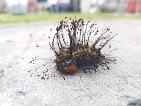 UN GUSANO CON RAMAS