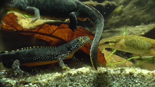 Bergmolche, Alpine newt, Ichthyosaura alpestris