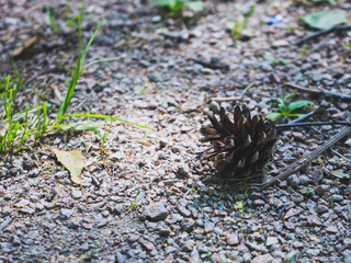 cone on tree