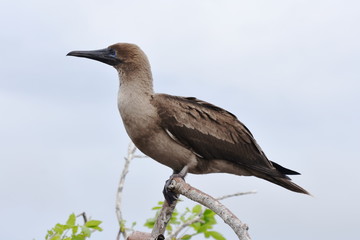 Juvenile red-footed booby sula sula sitting on a branch