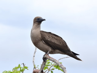 Juvenile red-footed booby sula sula sitting on a branch