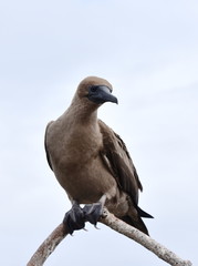 Juvenile red-footed booby sula sula sitting on a branch