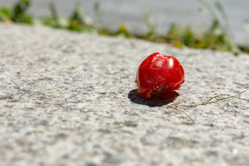 Old over ripe tomato on a stone background