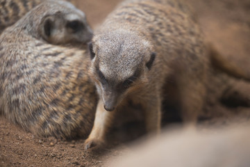 Fototapeta premium meerkats