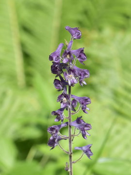 Purple flowers of the the highly poisonous plant Aconitum lycoctonum northern wolfsbane