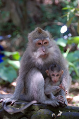 Naklejka na ściany i meble Monkey Forest. Monkeys in the jungle. Bali, Indonesia