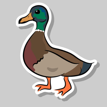 duck, drake. Vector sketch