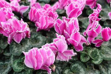 Fototapeta premium flowers