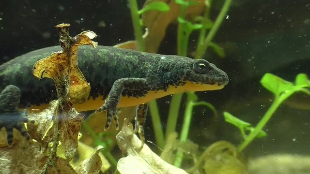 Bergmolche, Alpine newt, Ichthyosaura alpestris