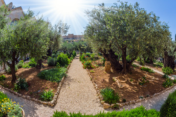 Millennial olives grow under the autumn sun