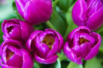 Violet tulips close up.