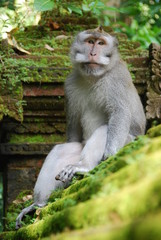 Monkey Forest. Monkeys in the jungle. Bali, Indonesia