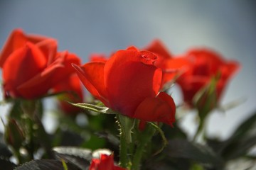 rose, flower, red, nature, love, garden, flowers, floral, roses, beauty, flora, plant, beautiful, romance, green, red rose, blossom, isolated, leaf, valentine, pink, petals, petal, bud, gift