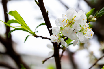 In the early spring after the winter, the plum blossoms in Taiwan are blooming, and the white plum blossoms are elegant and clean.