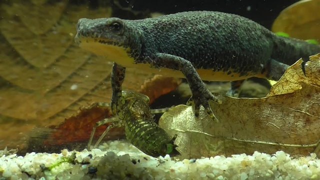 Bergmolche, Alpine newt, Ichthyosaura alpestris