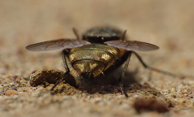 House Fly from Behind