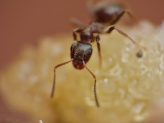 Close Up Small Ant Worker